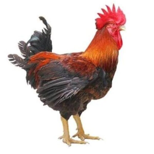 local live chicken 1.5kg