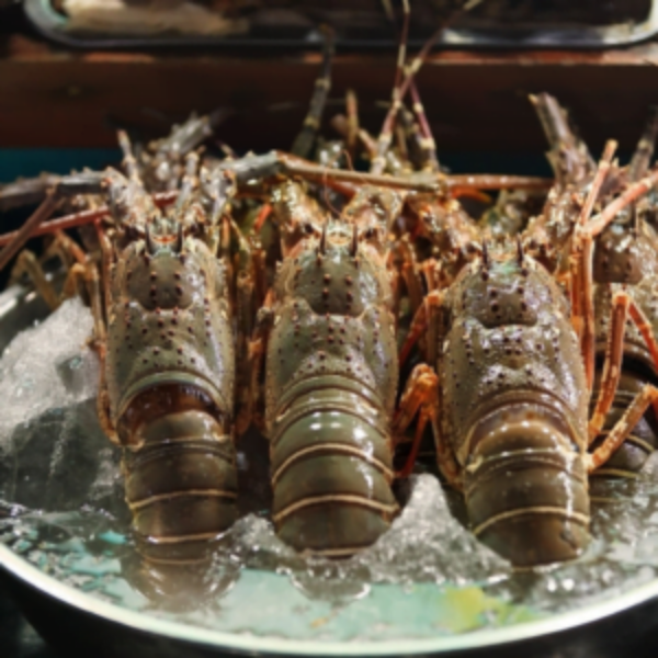 ROCK LOBSTER FRESH (200-300 GMS) 1 Kg