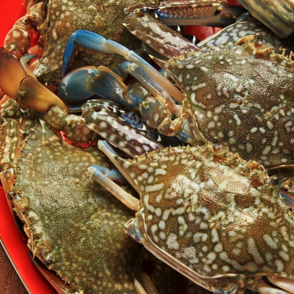 BLUE SWIMMING CRAB (3 – 4 PCS / KG)