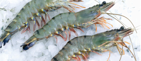 tiger-prawns