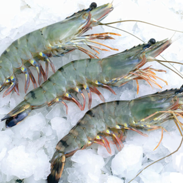 Fresh Tiger Prawns (35 – 40 Pcs) 1 Kg