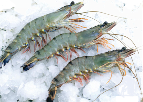 Fresh Tiger Prawns (35 – 40 Pcs) 1 Kg
